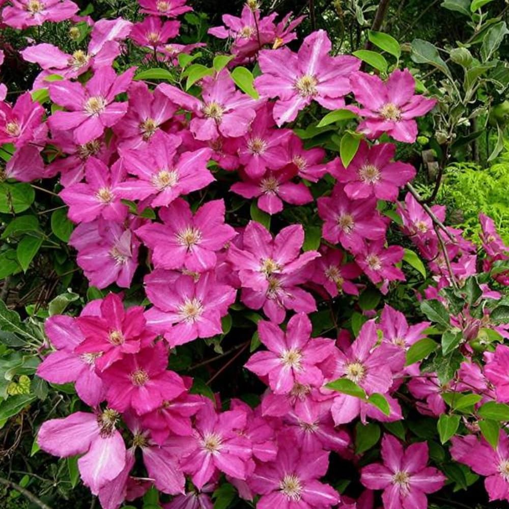 YOKEBOM Pink White Clematis Vine