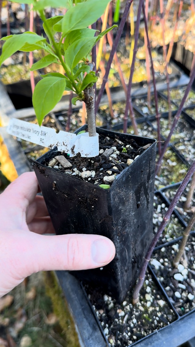Amazon.com : Ivory Silk Japanese Tree Lilac Live Plant – Syringa
