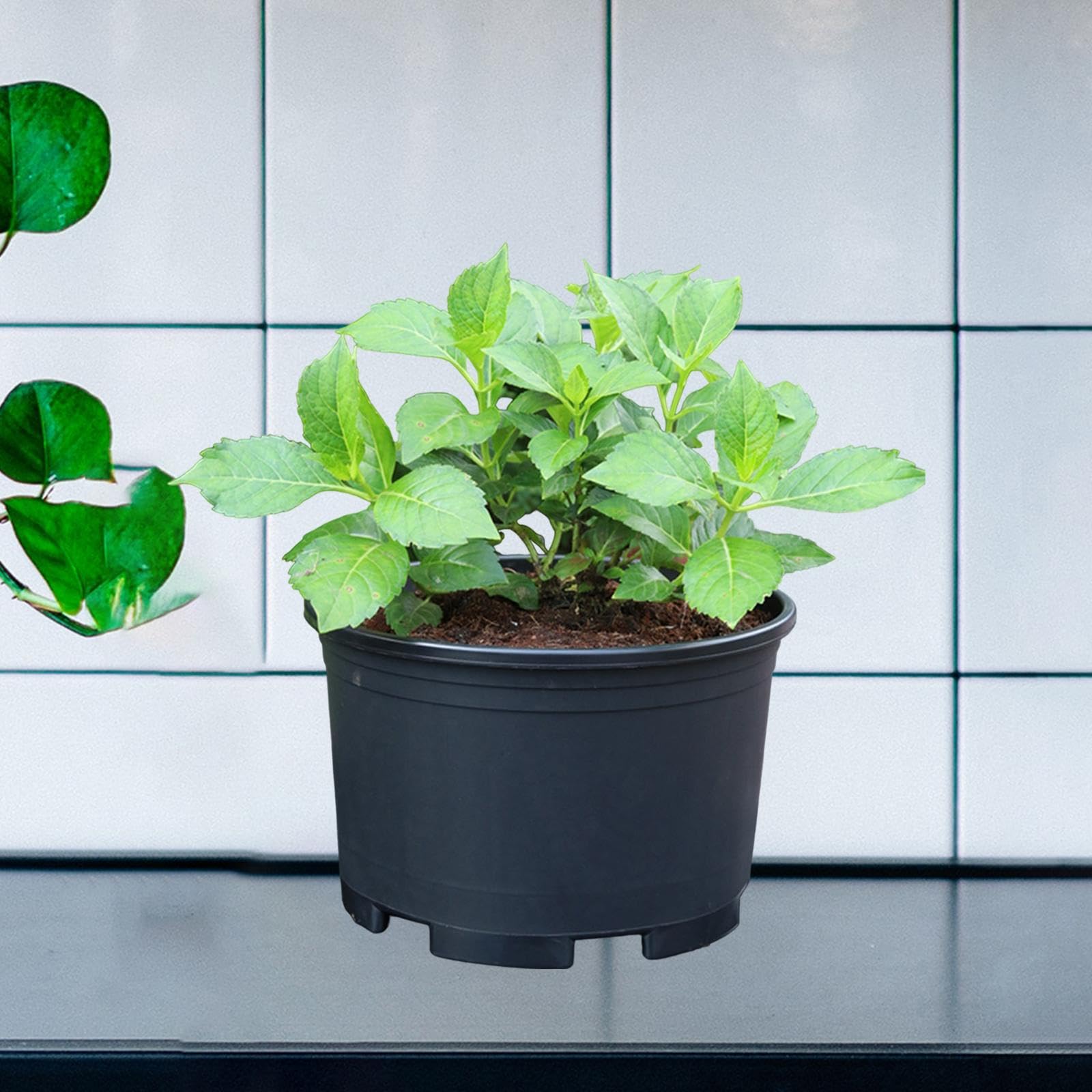 Pot de Fleurs avec Drainage, Pot de Pépinière Simple pour Fraisiers, Plantes D'intérieur, Violettes, Jardin, 45 Cm