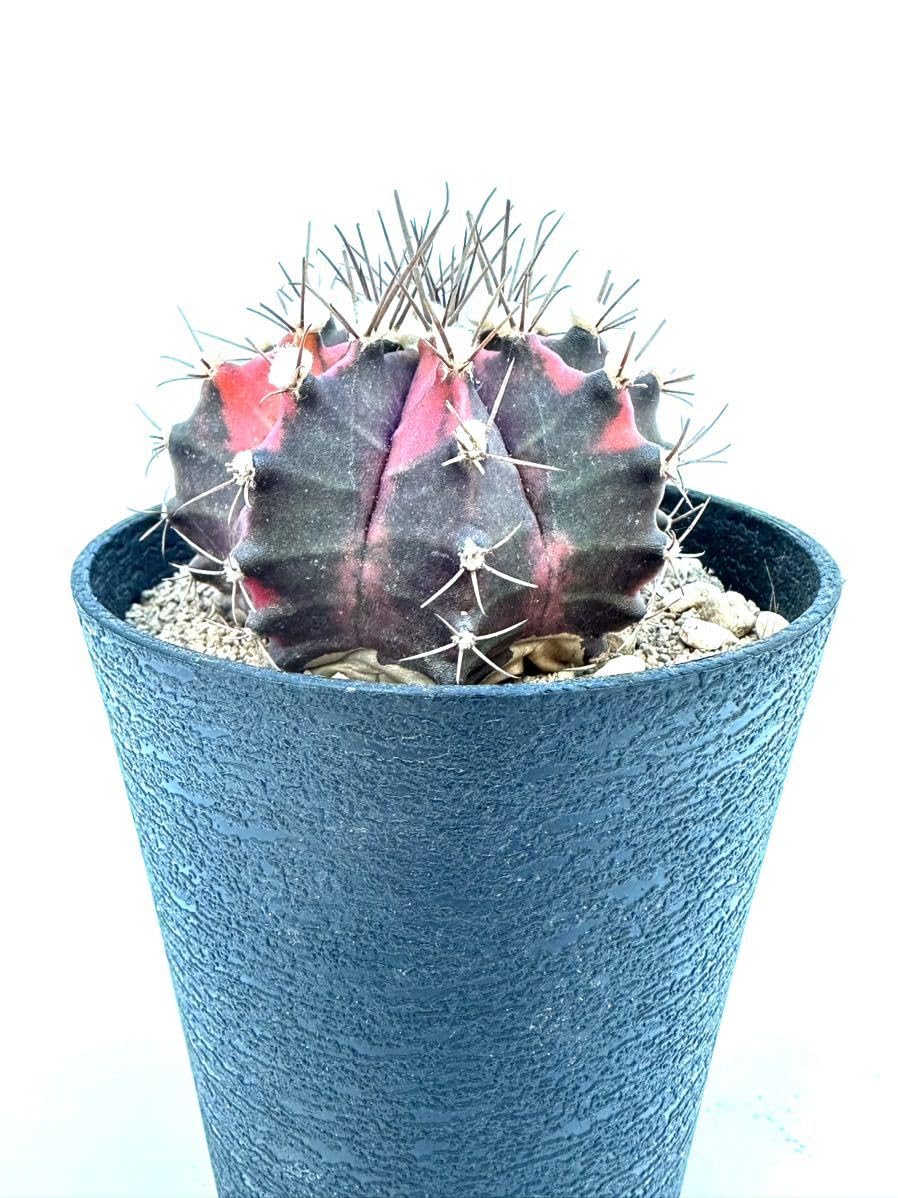 Amazon.co.jp: ギムノカリキウム ミハノビッチ錦 緋牡丹錦