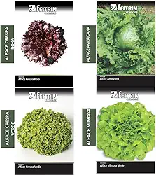 Kit 4 Sementes de Alafce (Crespa, Roxa, Americana e Mimosa)