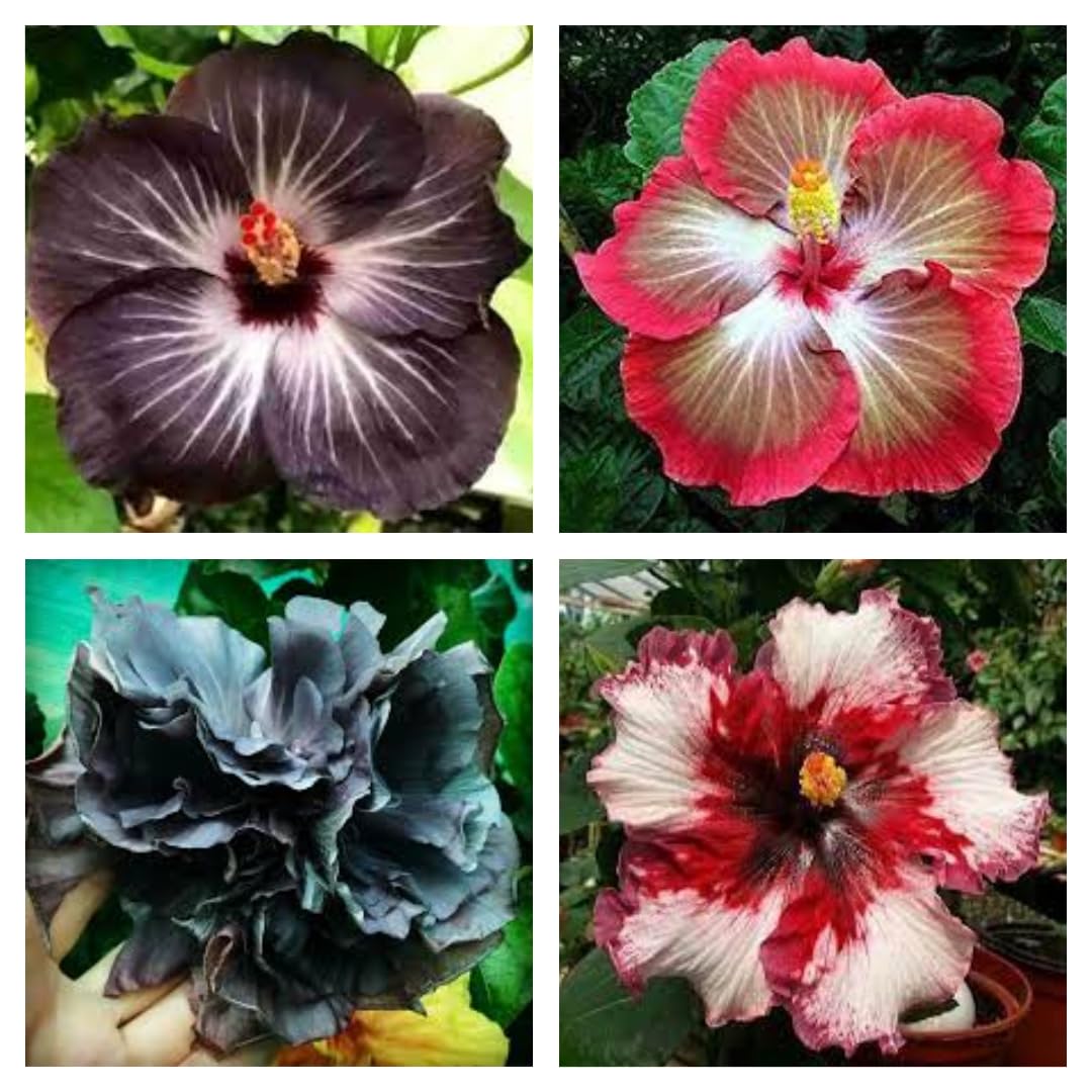 Premium Hybrid Hibiscus Combo Pack Set Of 4 Live Plants - Colorful