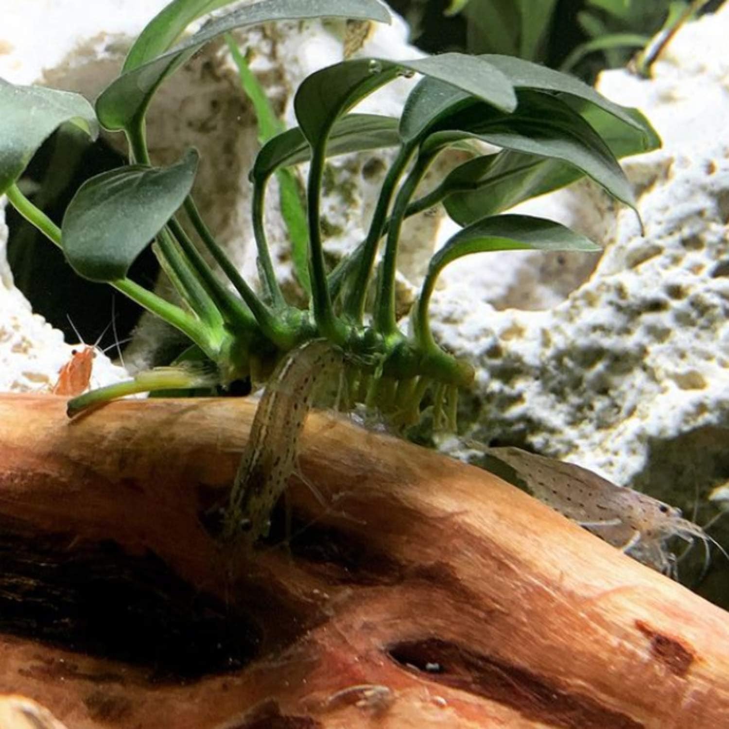 Anubias Barteri Butterfly On Driftwood Live Aquarium Plant Tropical Freshwater Decorations