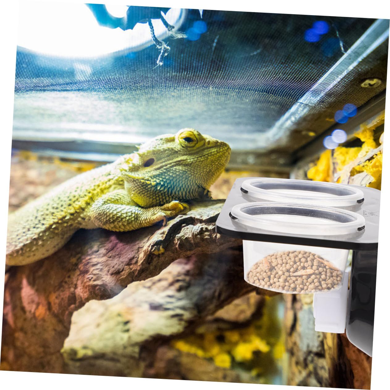 Beavorty 3 Set di Mangiatoie per Rettili E Gechi in Materiale Avanzato con Tazze Senza Sbavature per Un Uso Sicuro degli Animali Domestici Design Pratico