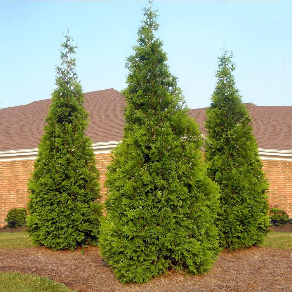 Brighter Blooms - Thuja Green Giant Arborvitae, 2-3 ft. - No Shipping to AK, AZ, HI, OR