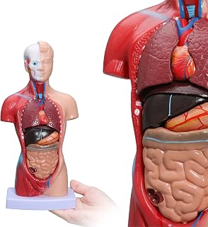 Human Body Model - Human Torso Anatomy Model 15 Pcs Removable Parts with Heart Visceral Brain Skeleto for Preschool & School Science Medical Education Display 28cm/11in
