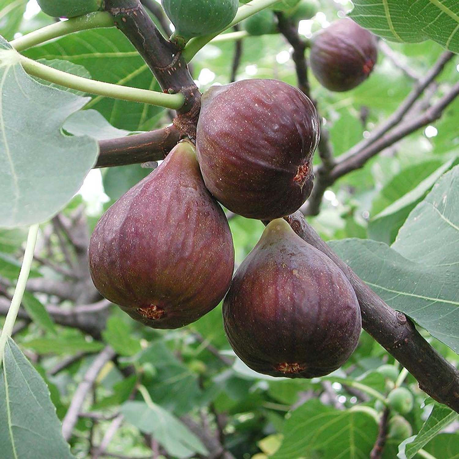 IXORA Anjeer Brown Turkey Variety Fig Fruit (Air Layering/Grafted) Live Plants & Tree(1-2 Feet Size) (B0BN1VCT1V) Amazon Price History, Amazon Price Tracker