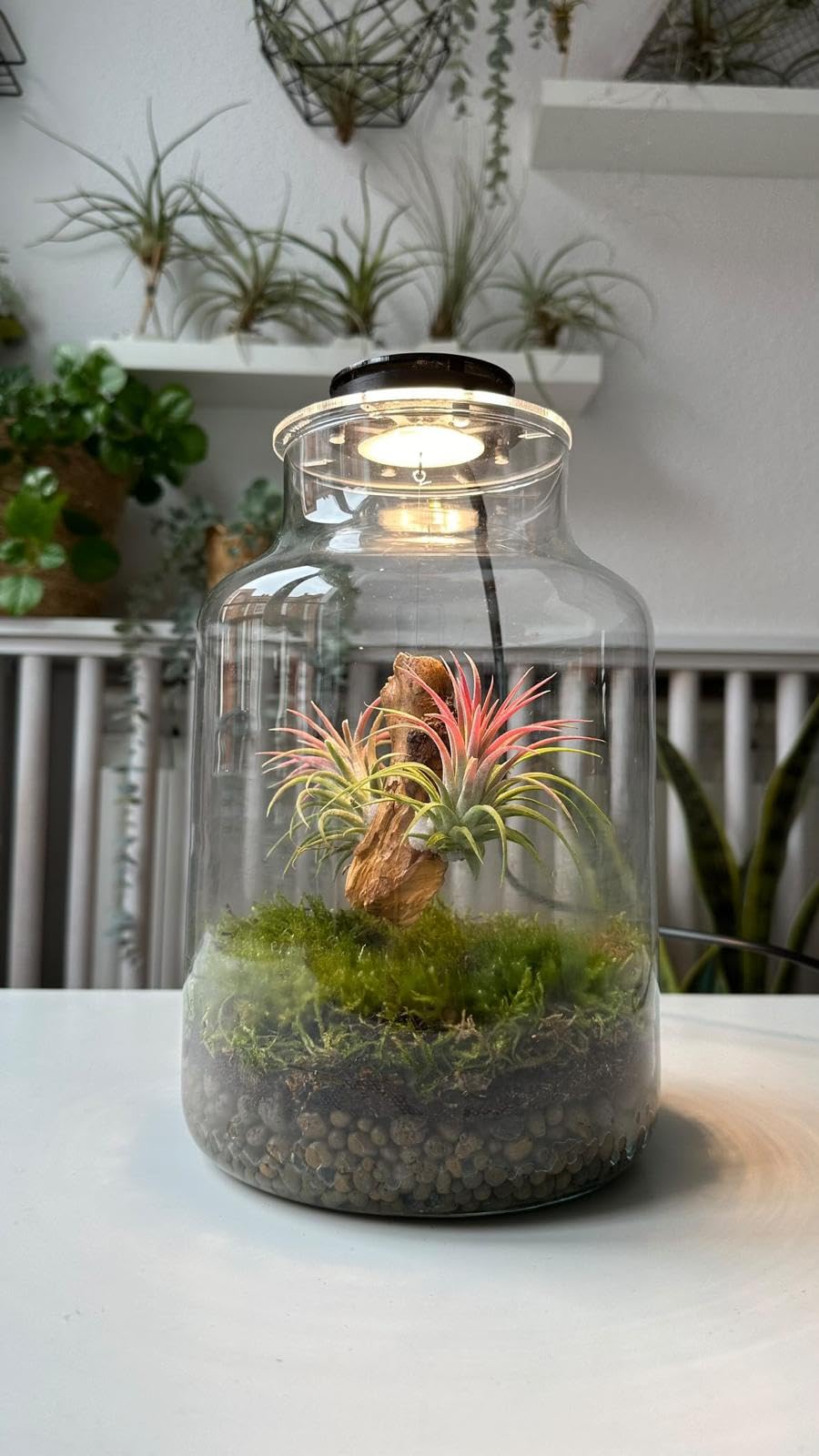 Terrarium Plantes d'Air Jardin Éternel MAKU en Verre Transparent avec Couvercle et Éclairage LED, 27 cm x 17