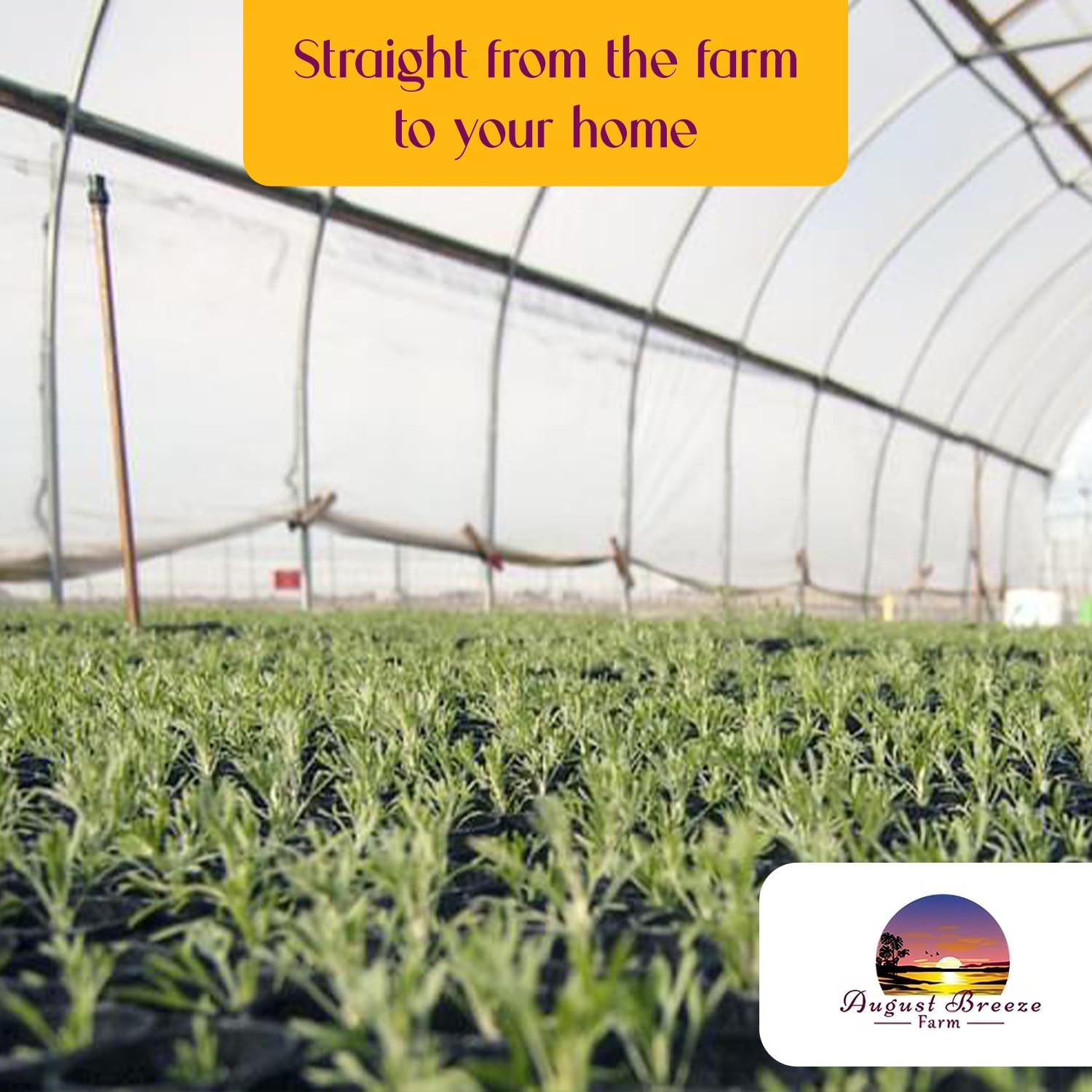 Hawaiian Spider Plant - 4 Pack Live Starter Plants - for Home & Office Decor - Air Purifying Rare Houseplants with White & Green Striped Foliage - Easy to Grow Indoor & Garden Plant