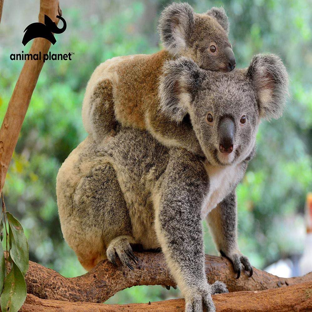 Amazon.com: Grandi Giochi Discovery Koala Horizontal Lenticular