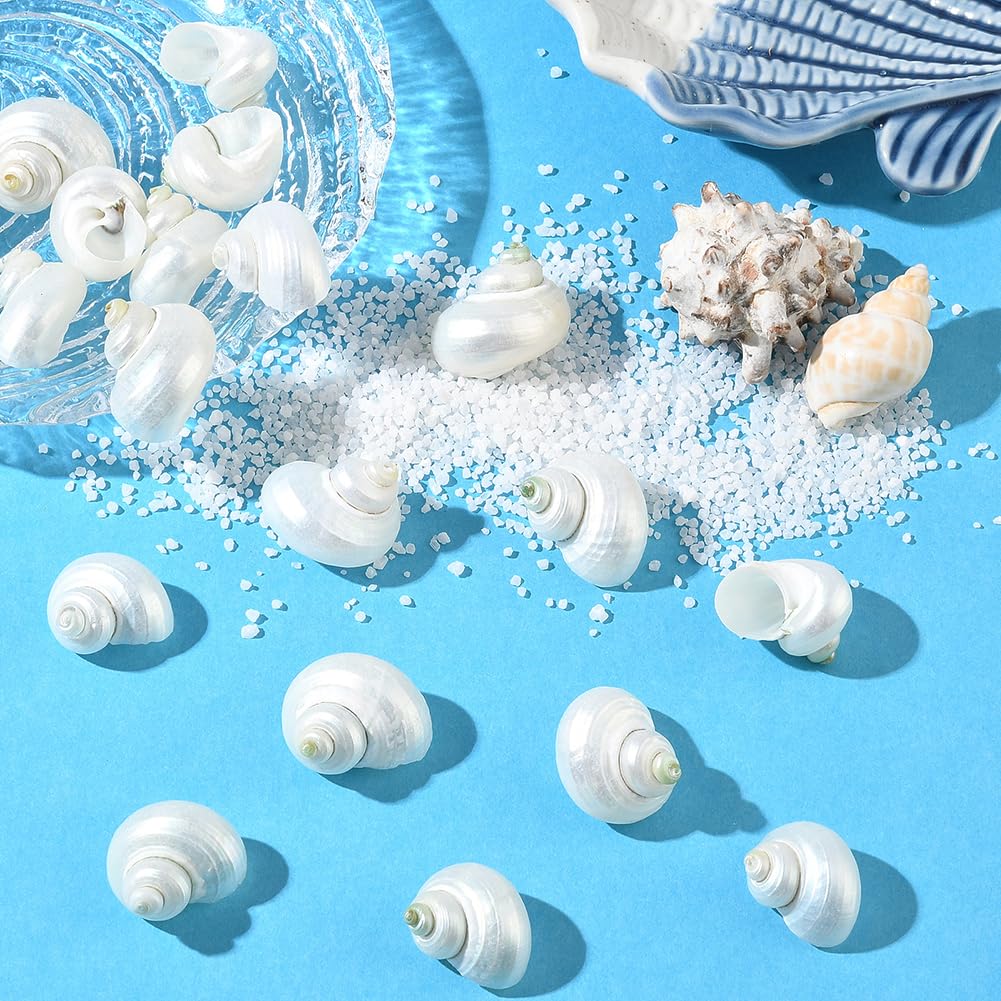SUNNYCLUE 1 scatola Da 20 pezzi di Conchiglie A Spirale Conchiglie Bianche Naturali Senza Foro Conchiglie A Spirale Turbo Hermit Paguro per Artigianato Riempitivi per Vasi Acquari Spiaggia Feste Decor