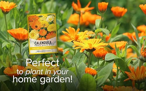 Miniatura 3 de Gardeners Basics, Semillas de caléndula para plantar (Pacific Beauty Mix) - Semillas de flores anuales ideales para jardines de flores cortadas, té