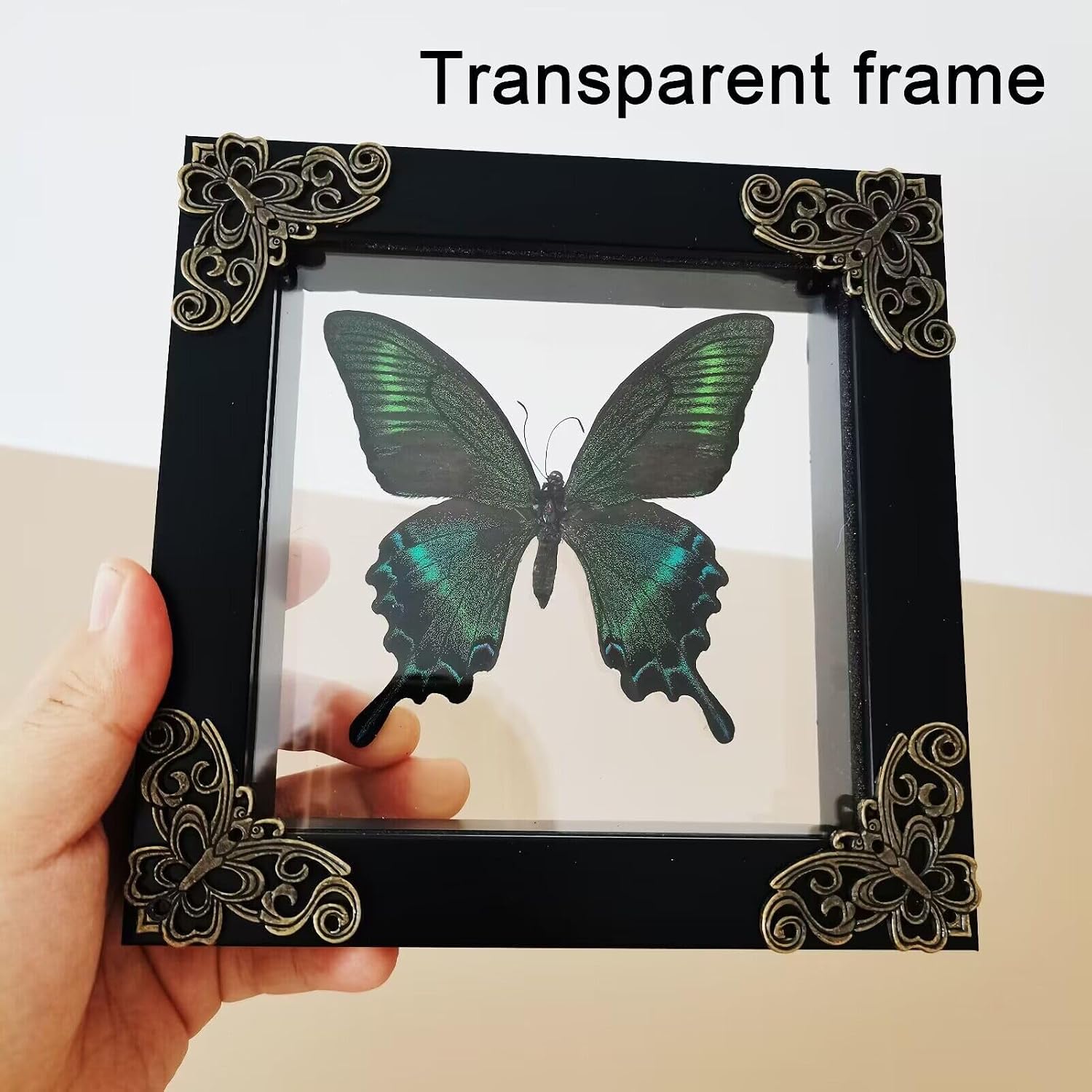 Transparent Specimen Display Frame for Butterflies & Insects