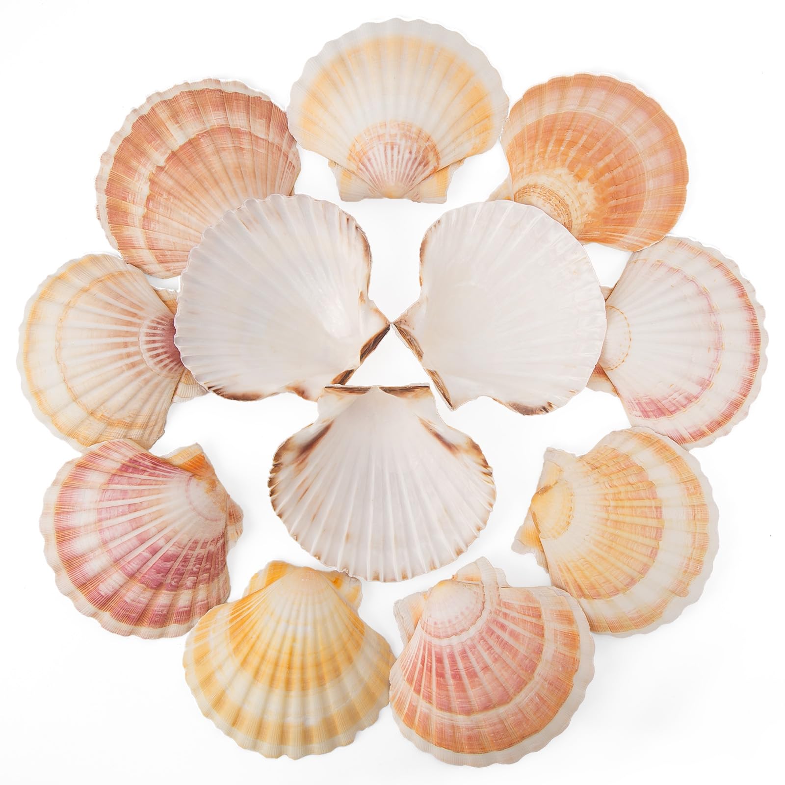 6PCS Scallop Shells 4‘’-4.5
