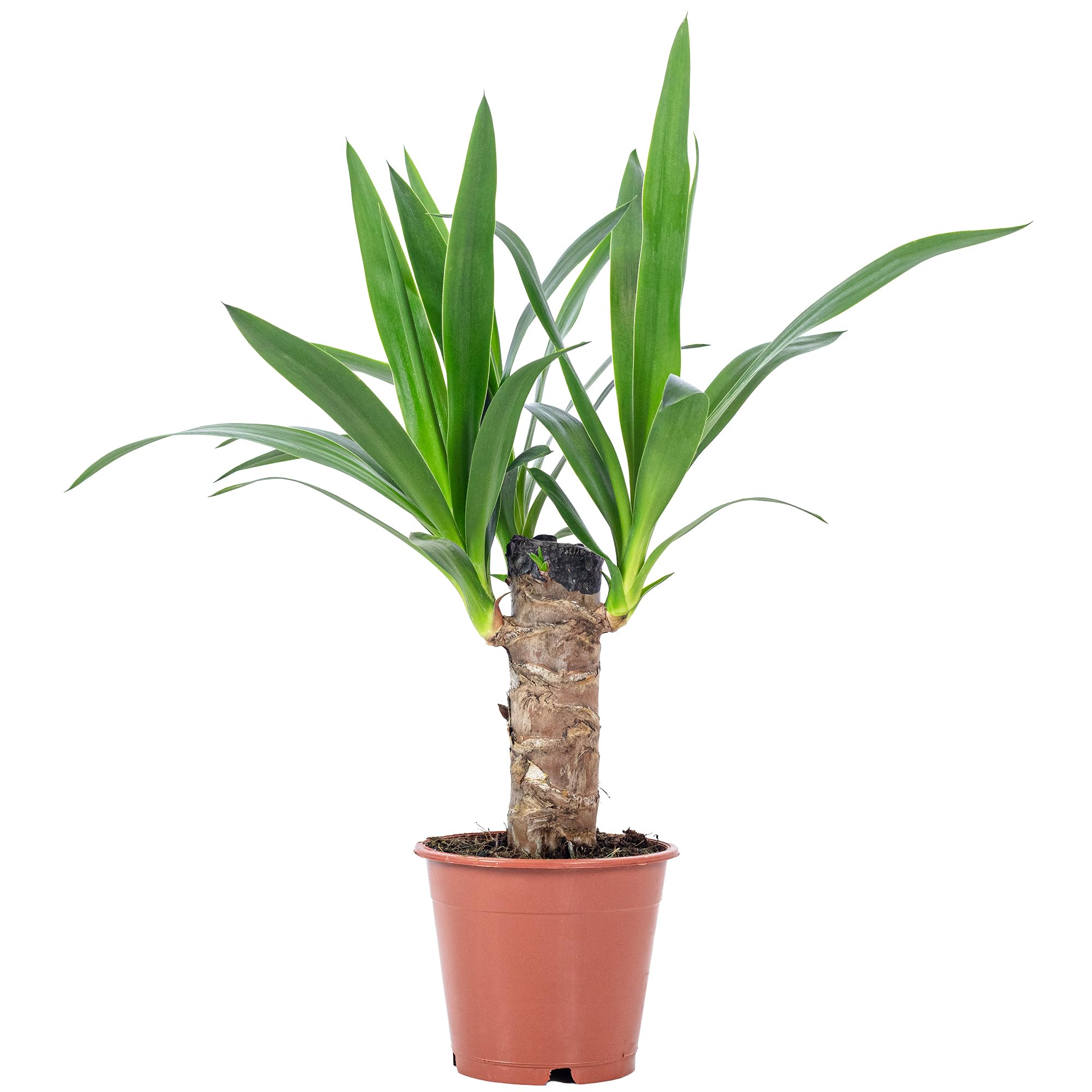 snake plant india Sansevieria- Snake Plant with Premium Pot Indoor Plant – Indian Gardens main image 0