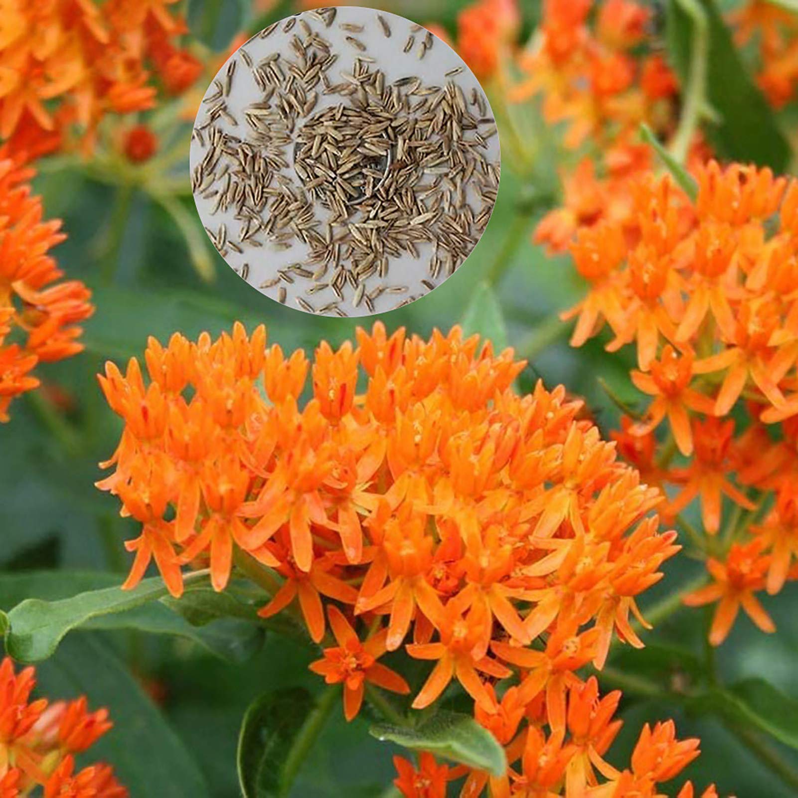 YBWL100Pcs Butterfly Milkweed Seeds Small Easy to Plant Orange Milkweed Asclepias Flower Seeds for Garden Flower Seeds for Home