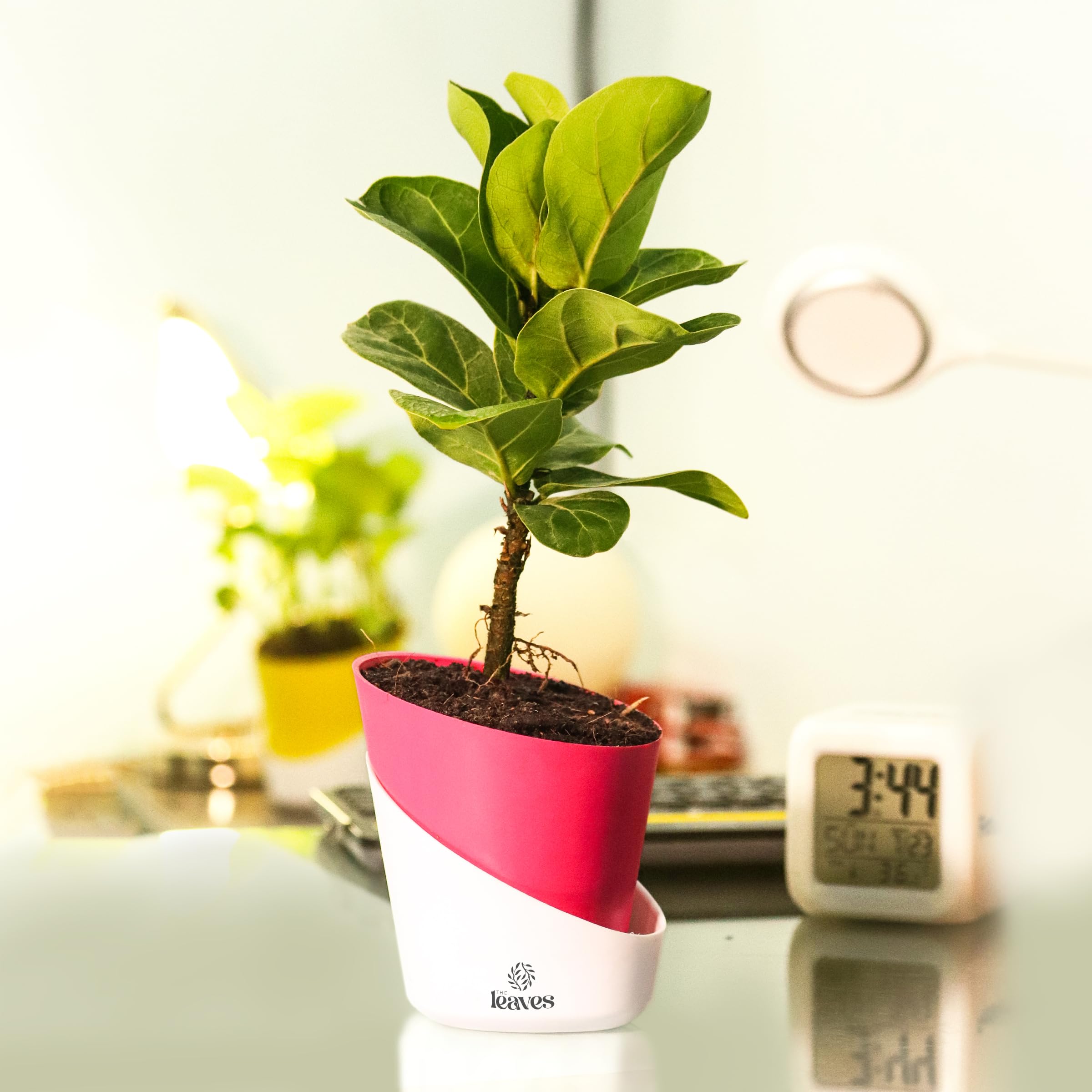THE LEAVES Ficus Lyrata Healthy Indoor Live Plant Fiddle-Leaf Fig Plant (Pack Of 1) | Living Room & Home Decor with Atlantis Self Watering Pot (B0CN9PS27K) Amazon Price History, Amazon Price Tracker