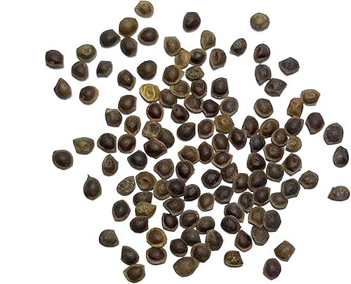 Miniatura 4 de Seed Needs paquete de 100semillas planta sensible Compact Growth Mimosa Pudica semillas no transgenéticas