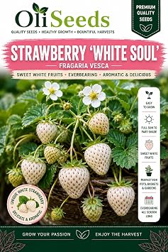 White Strawberry Seeds   'White Soul' Alpine Strawberry   Sweet Cream-Coloured Fruits   Garden & Container Growing   OliSeeds 10 Seeds