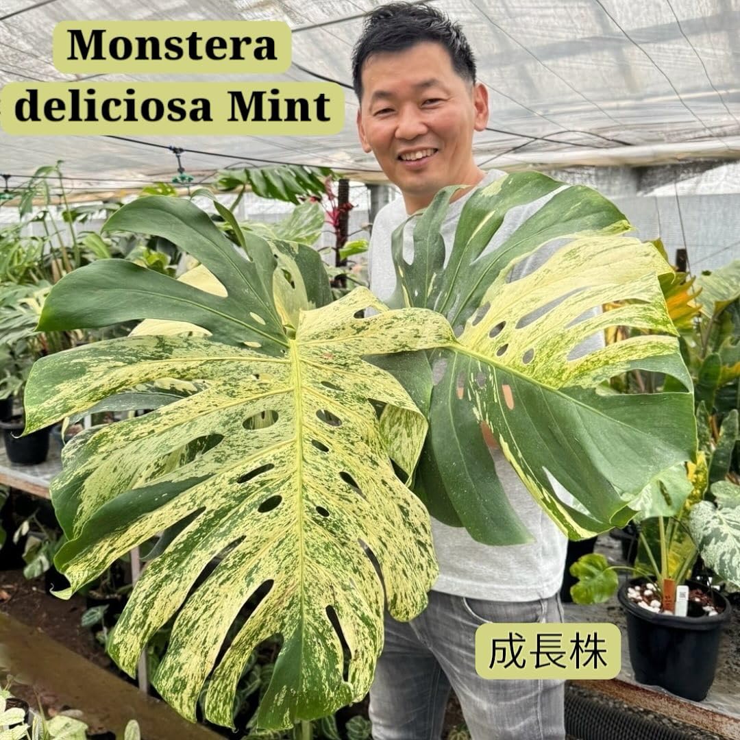 【ミント】斑入りモンステラ 純化済 選抜優良個体！ Amazon｜JolieNursery（ジョリーナーセリー）斑入りモンステラ ミント