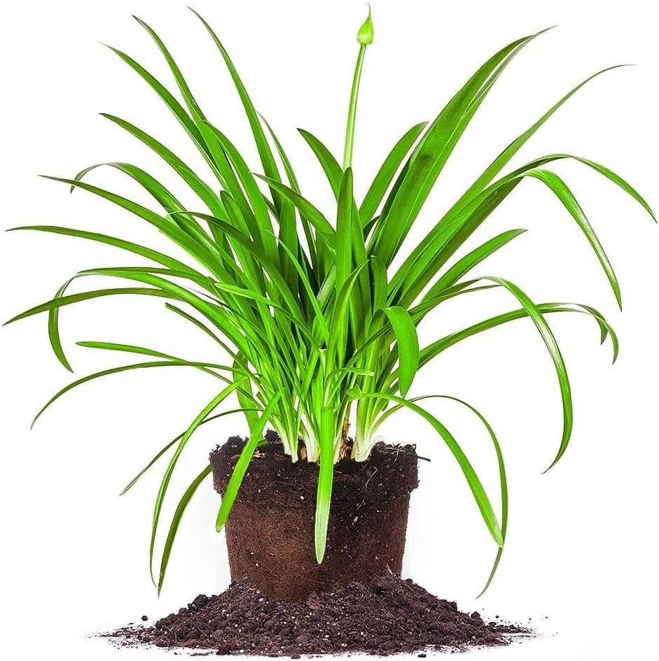 The Best Plants For Planters Expert Fupping