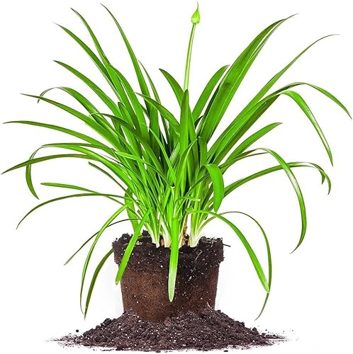 Agapanthus AzulTamaño 1Galón, Live Planta, incluye mezcla especial Fertilizantes & Plantación Guide Agapanthus AzulTamaño 1Galón, Live Planta, incluye mezcla especial Fertilizantes & Plantación Guide