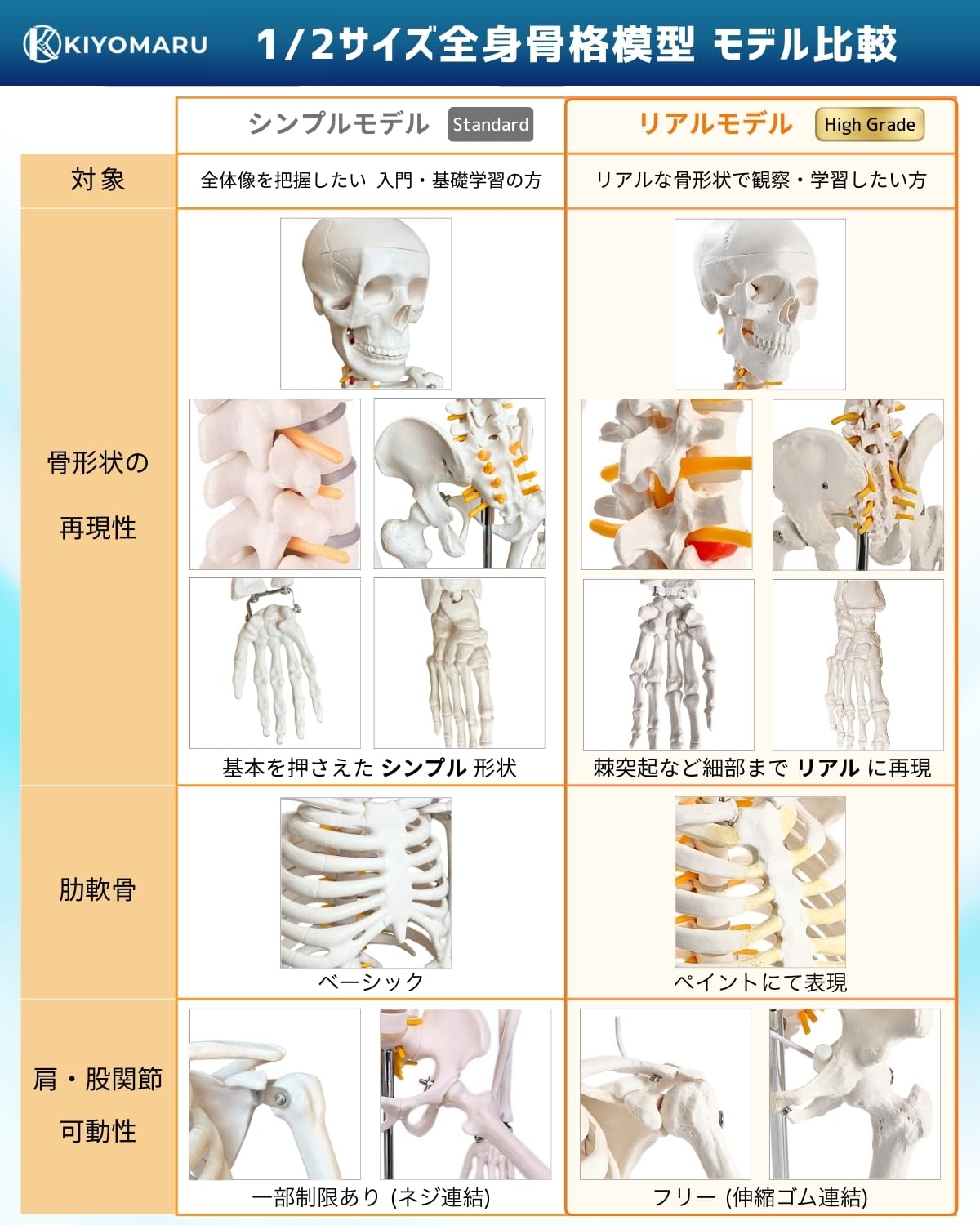 Amazon.co.jp: KIYOMARU シンプルな1/2サイズの全身骨格模型 人体模型