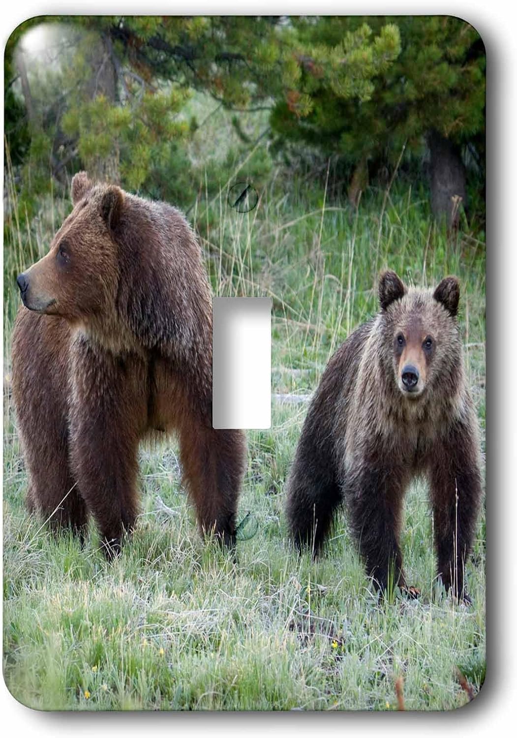 3dRose Grizzly Bear Sow with Cub 2 plug outlet cover