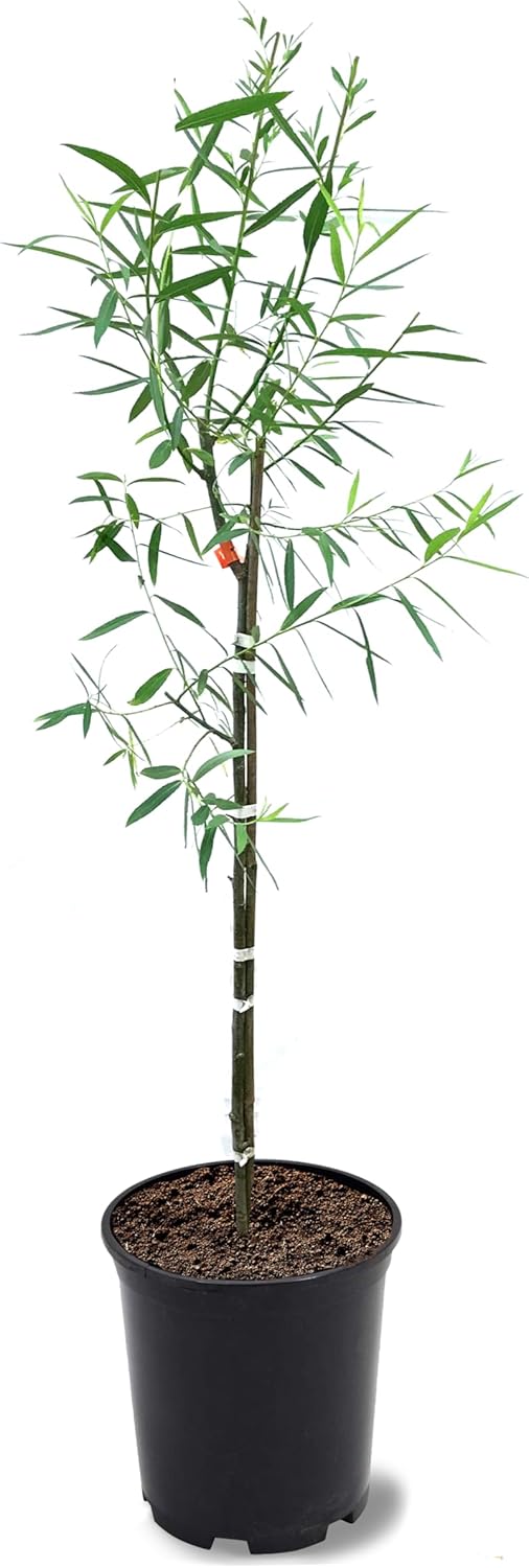 American Plant Exchange Weeping Willow Tree, 5 Gallon Pot, 2-3ft Tall, Live Outdoor Landscape Garden Plant, Large, Fast Growing, Easy to Care