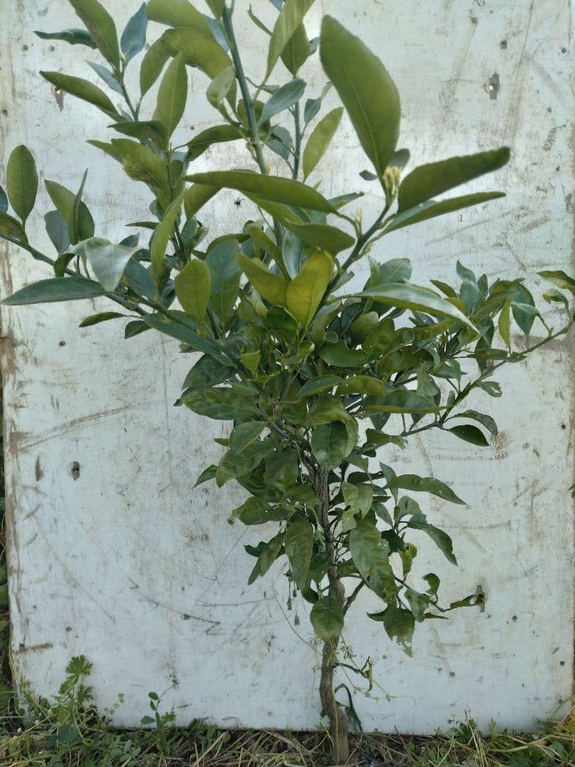 苗木・植木 ゆら早生 接木苗 4年生 5