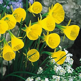 Narcissus / Daffodil 'Min Daffodil BULBOCODIUM, Casual Elegance, Spring Planting,X20 Bulbs , Ready for Planting Now