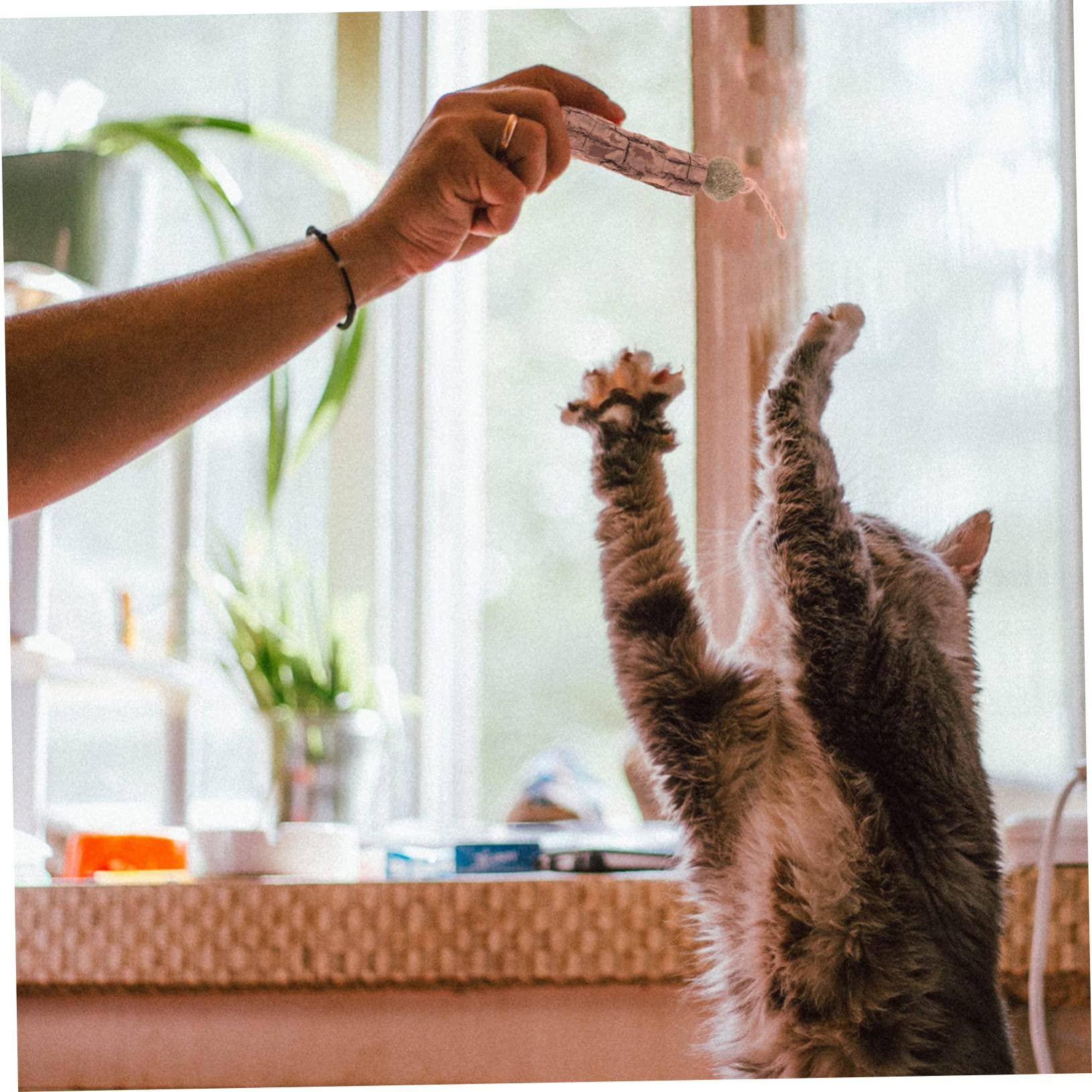 Jouets pour Chats, Lot de 10 bâtonnets à mâcher for Le Nettoyage des molaires Chats, Balle Interactive for la Dentition