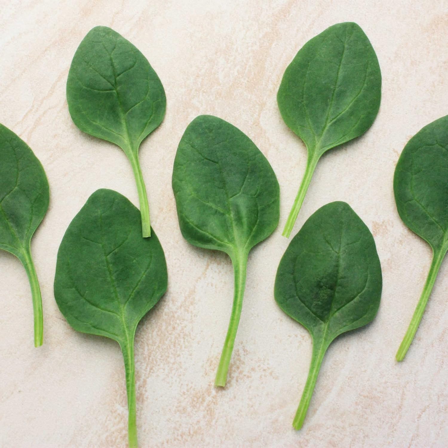 Spinach Seeds - Lakeside - Hybrid - 4 Oz ~10000 Seeds - Non- GMO, F1 Hybrid - Vegetable Garden