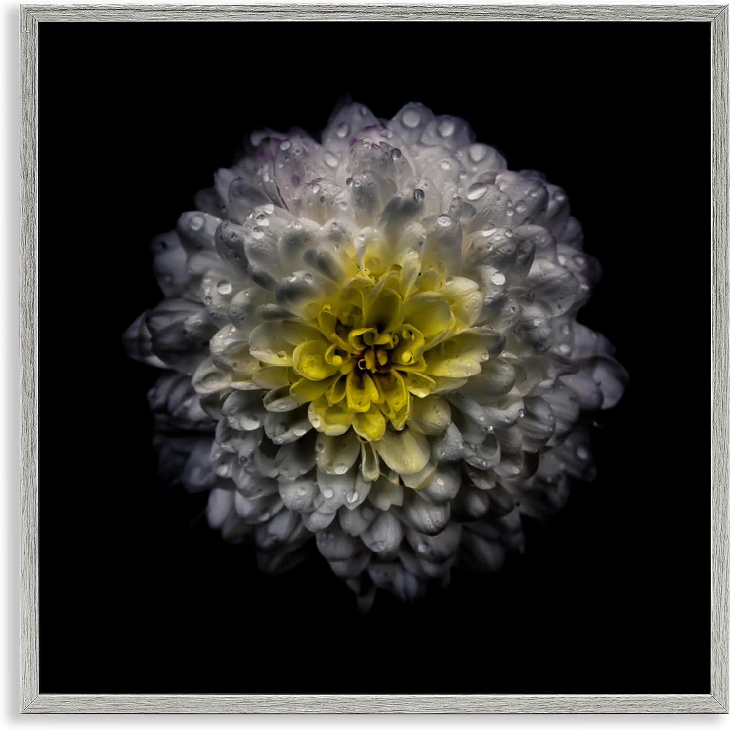 Stupell Industries White And Yellow Mum Gray Framed Giclee Art, design by Brian Carson Photography, 12 x 12