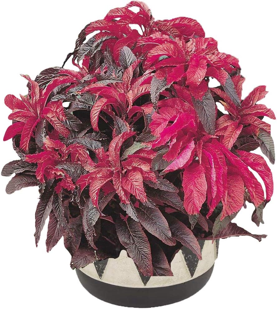 Amaranthus Tricolor Seeds 40+ Fountain Plant Organic Flower Vegetables Easy to Grow Seeds for Planting Garden Home Farm