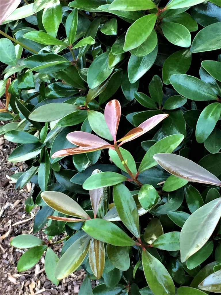 Cleyera Japonica Live Plant in a #3 Container