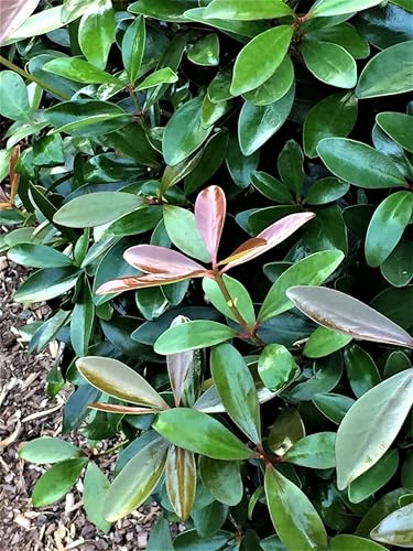 Miniatura 2 de Planta viva Cleyera Japonica en un contenedor #3