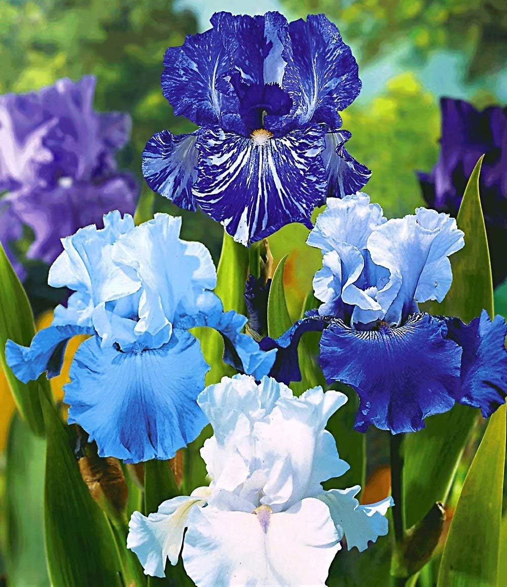 10 Mixed Iris Bulbs Reblooming Iris Rhizome - Elegant Bloom Perennial Bearded Iris Flower Bulbs