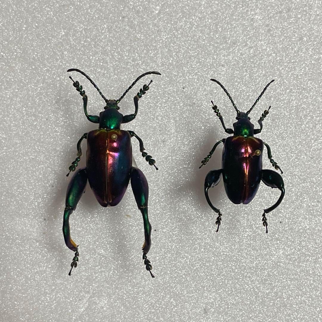 標本 クワガタモドキ ラオス産 72㎜ 【公式通販】