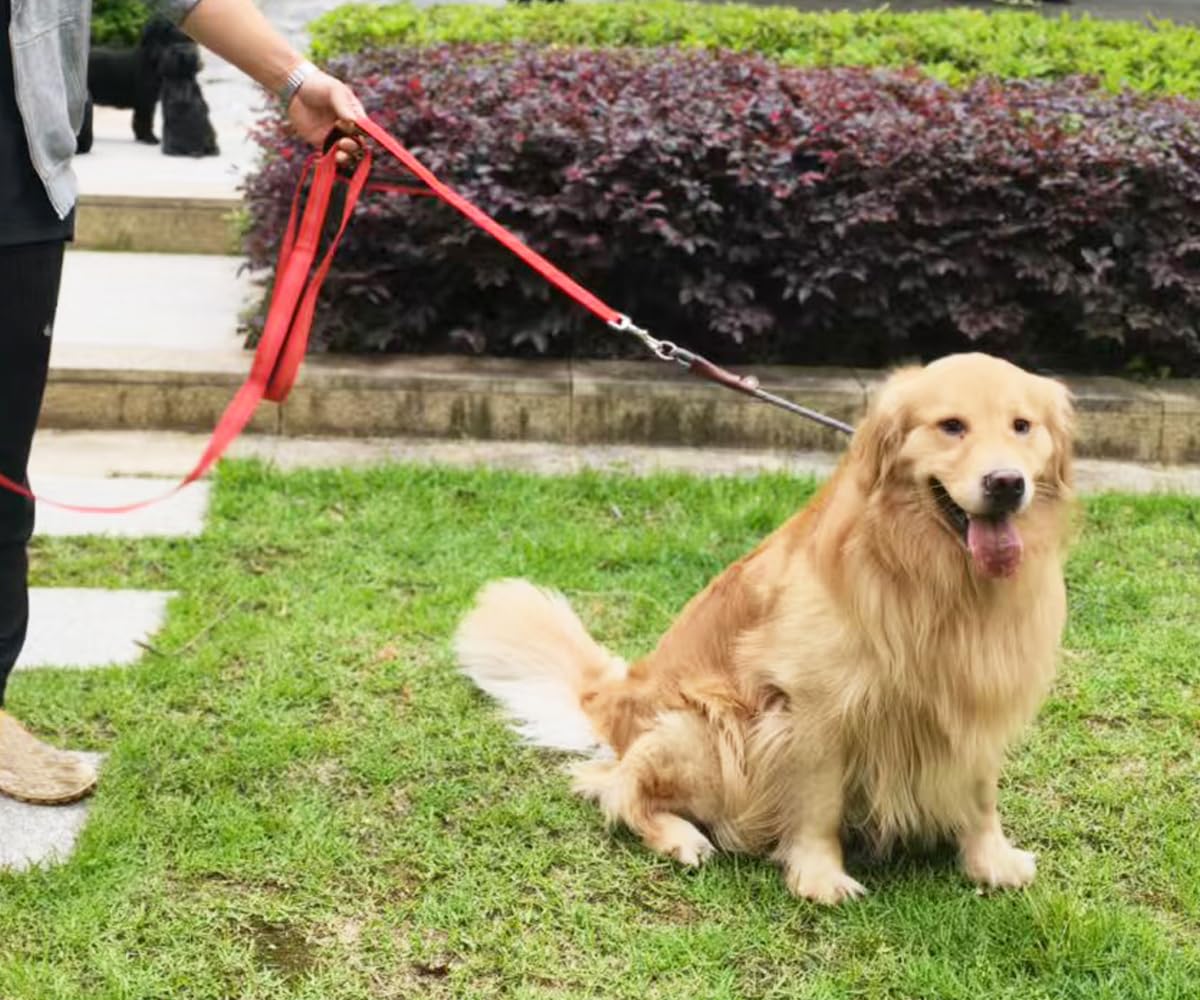 Correa de tráfico de 10 pies con 2 asas para perros, Correas para Perros, reflectante, fácil de controlar, andar, correa de nailon de dos asas para perros grandes y medianos y extractores