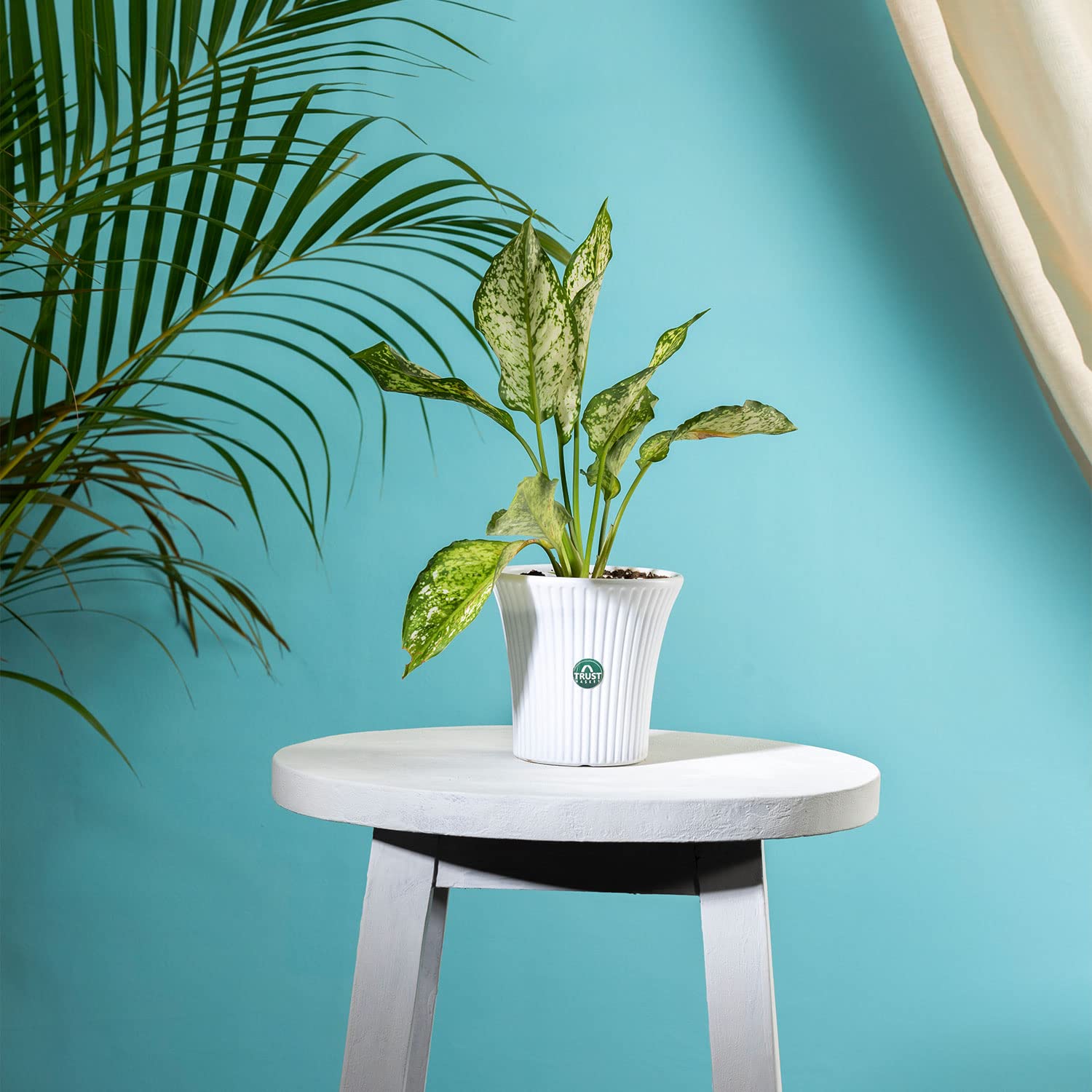 See full amazon price history chart for TrustBasket Tancy Pot 6-inch Table Top Planter Pot (White) | Heavy Duty Plastic Indoor and Outdoor Planter for Home Decor. TrustBasket Tancy Pot 6-inch Table Top Planter Pot (White) | Heavy Duty Plastic Indoor and Outdoor Planter for Home Decor. (B0C3D6CLHW) Amazon Price History, Amazon Price Tracker