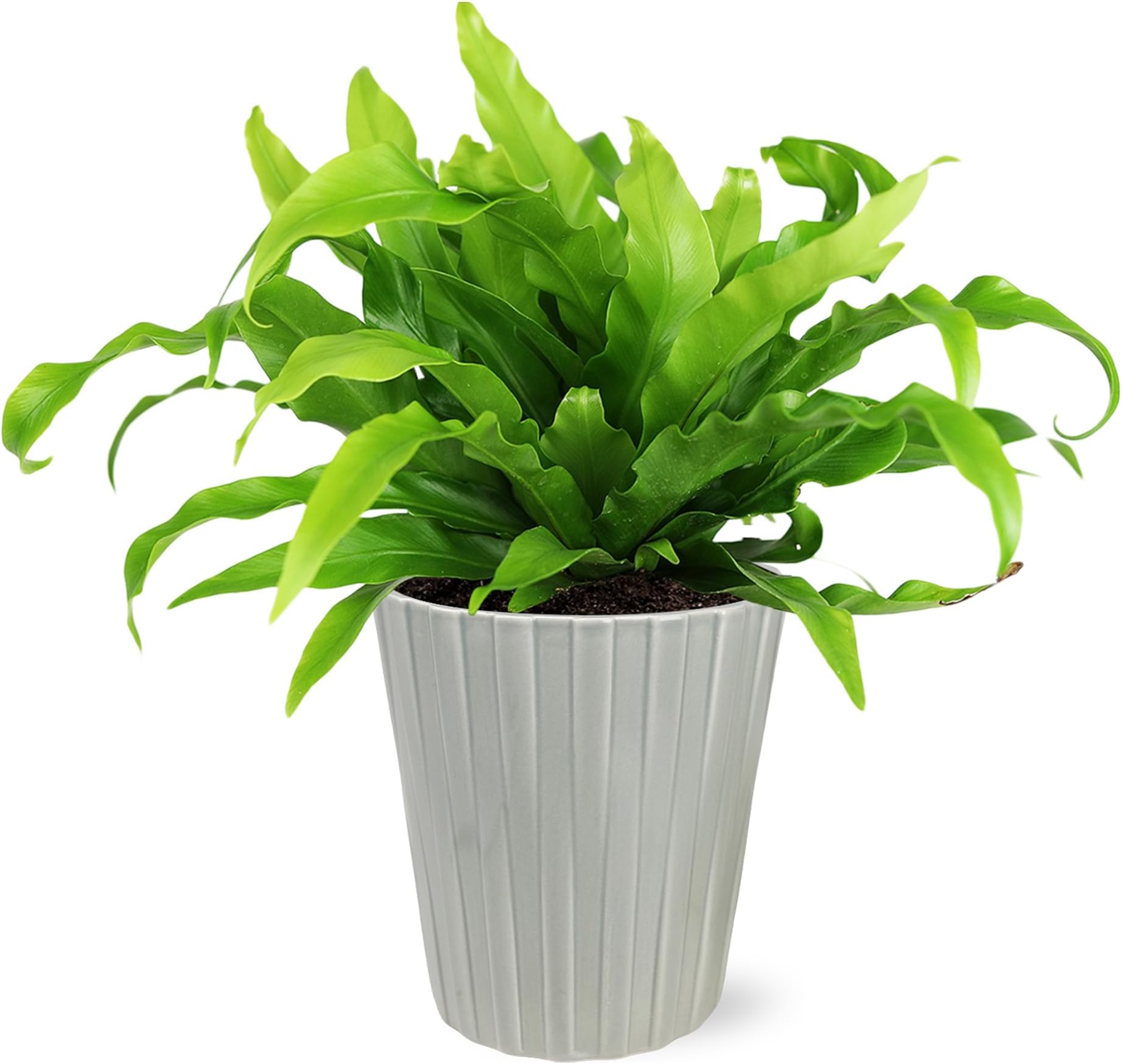 Wild Interiors WA5102 Bird's Nest Fern in Grey Nate Pottery, Live Indoor Plant, Potted Houseplant, Easy to Grow, Modern Décor, 5" Diameter Pottery