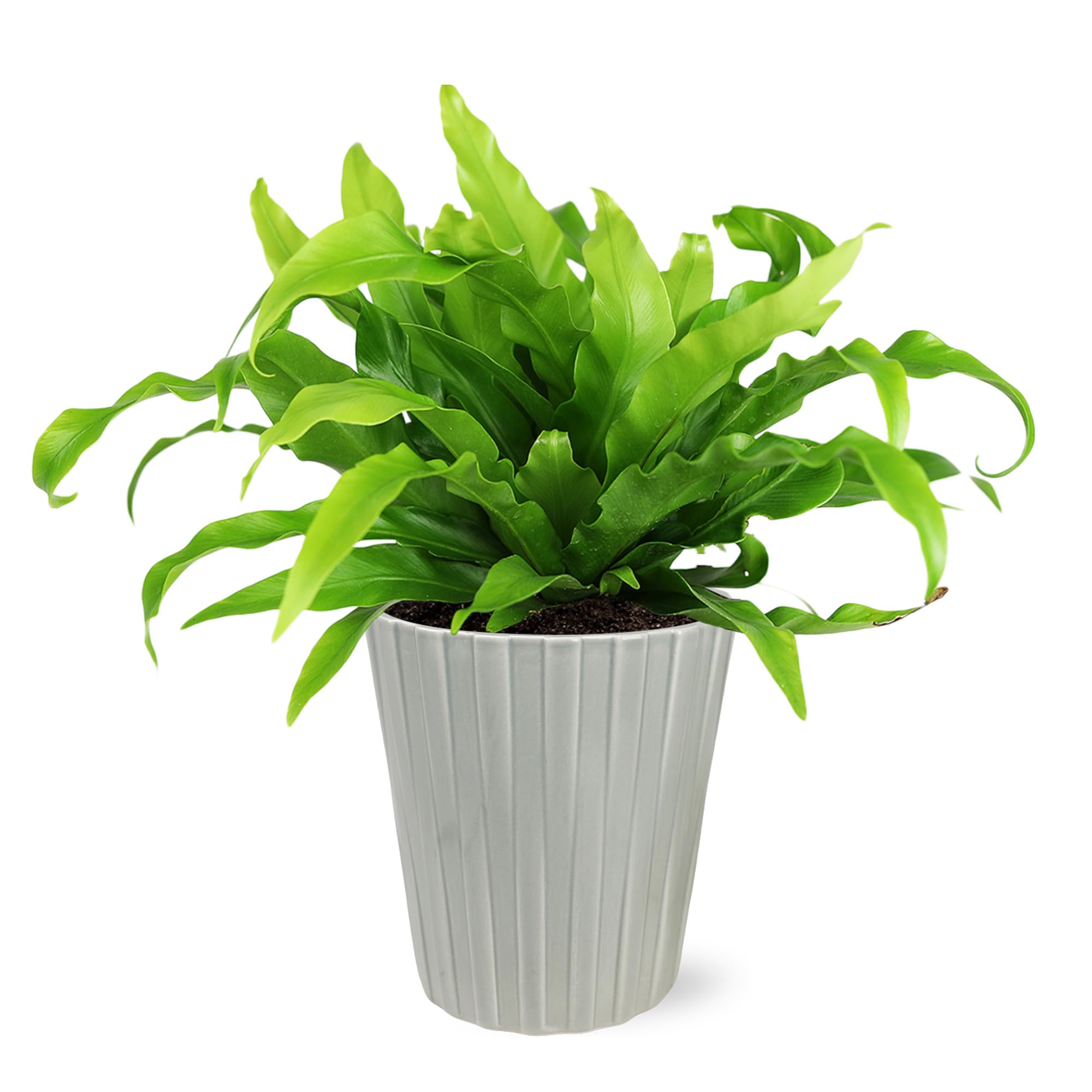 Wild Interiors WA5102 Bird's Nest Fern in Grey Nate Pottery, Live Indoor Plant, Potted Houseplant, Easy to Grow, Modern Décor, 5" Diameter Pottery
