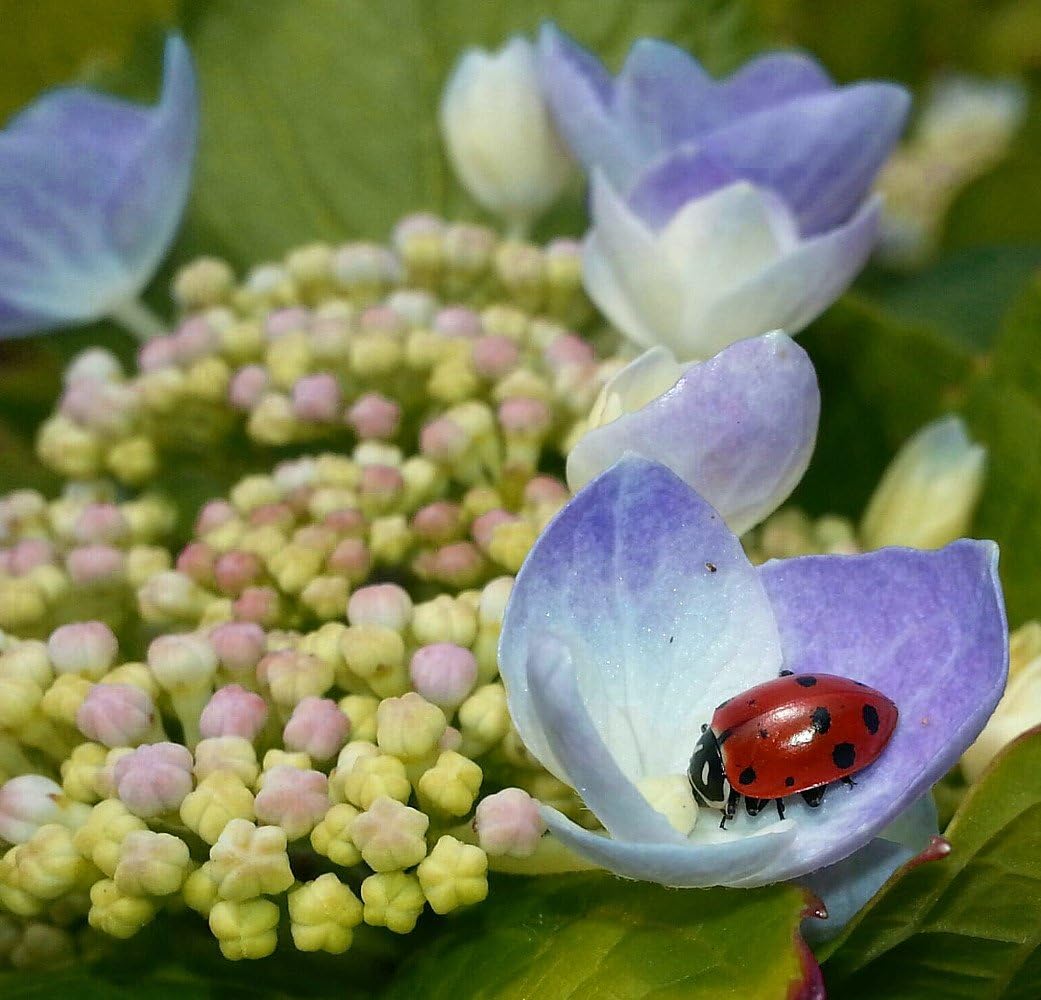 Hirt's Gardens Ladybug Nectar - 8 Ounces - Attracts and Keeps Beneficial Insects in the Garden