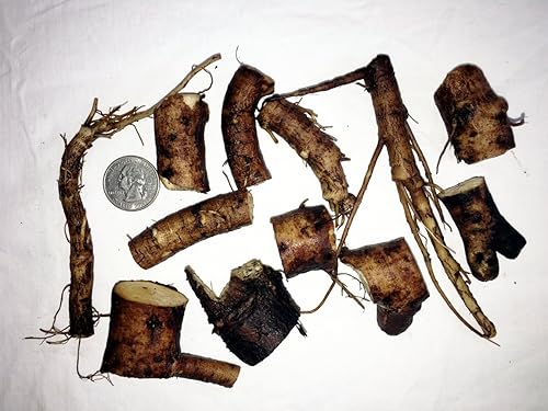 Miniatura 3 de Cultivar consuelda rusa Bocking-14, 3 esquejes para cultivar tu propio ungüento medicinal, té de abono y forraje para animales