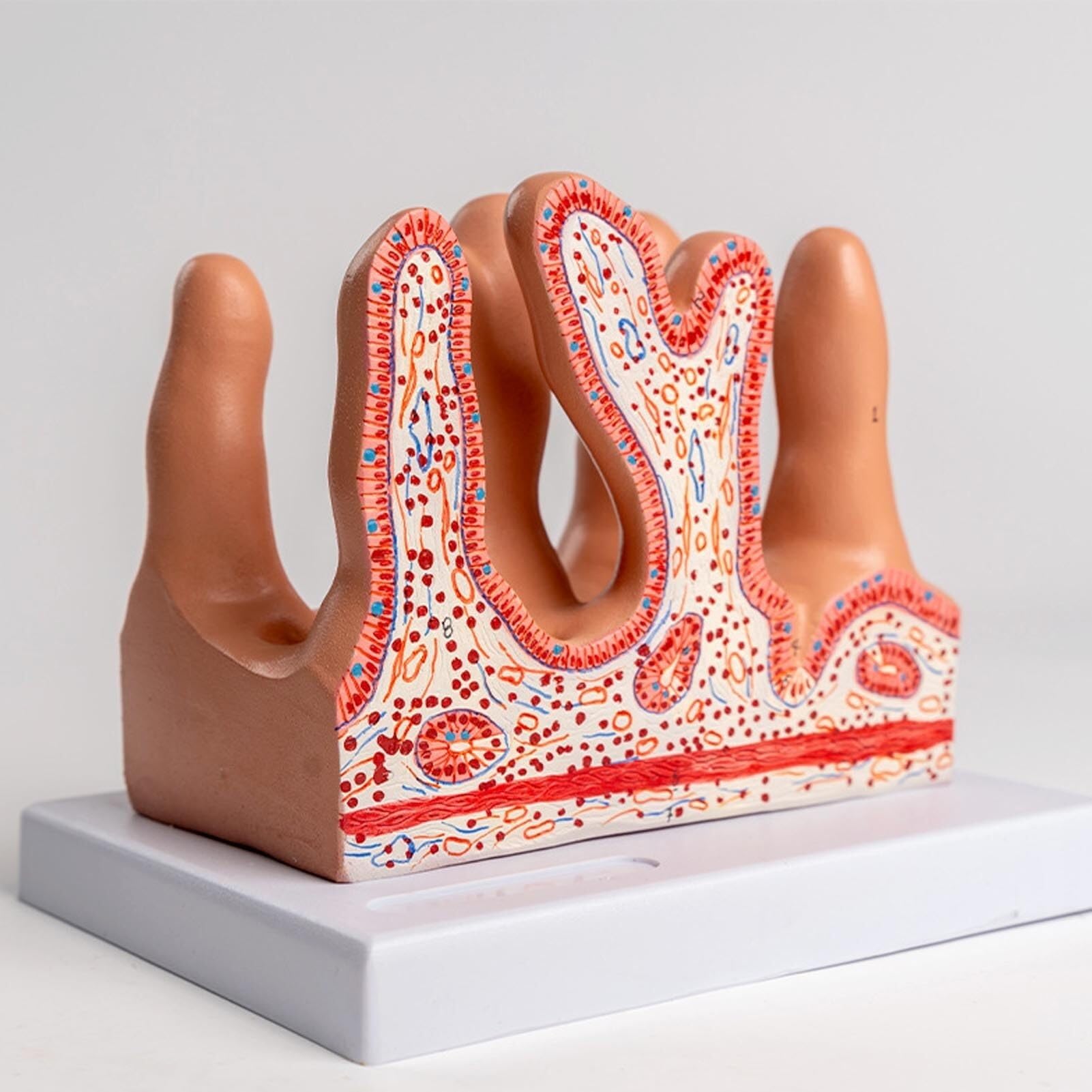 Human intestinal Villi Anatomical Model for Disease Research