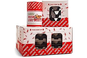 Premium Live Crickets for Optimal Nutrition