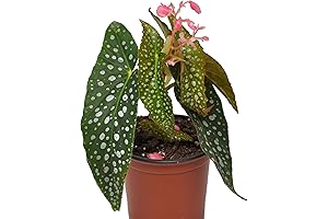 Begonia Maculata Live Plant 'Double Dot' Polka, Begonia Cane Houseplant