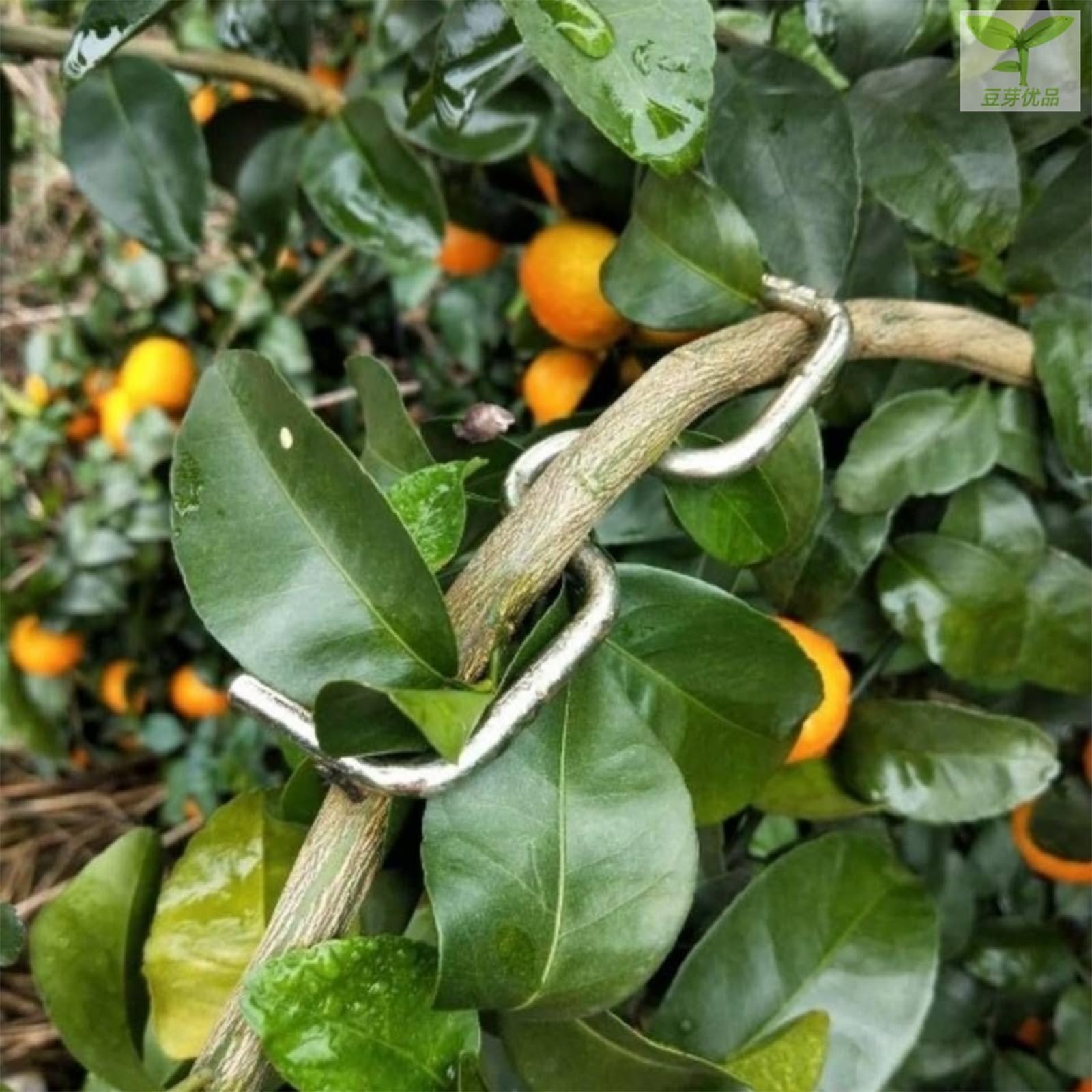 100 antiruggine estrattore Alberi da frutto legatrice Strumento agricolo per Modellare e diffondere Facilmente i piantare Utilizzare Strumento Gestione dei frutteti