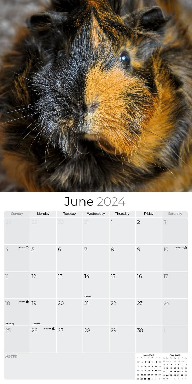 Snapklik com : Guinea Pigs Calendar 2024 Dog Breed Wall Calendar Snapklik com : Guinea Pigs Calendar 2024 Dog Breed Wall Calendar